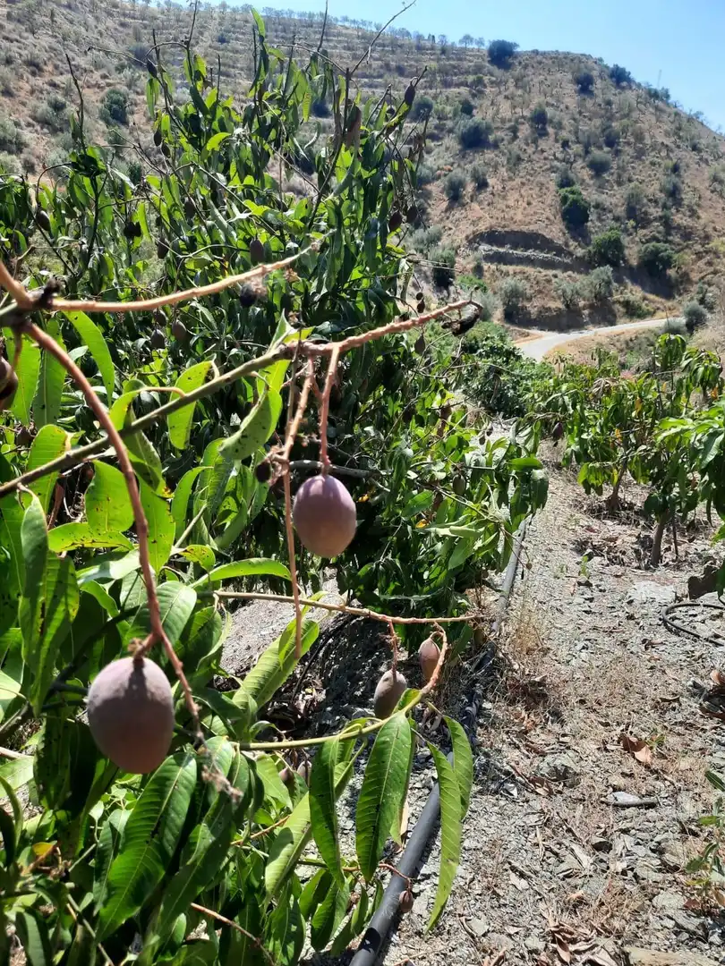 Terrenys i solars en venda a Canillas de Aceituno, imagen 6