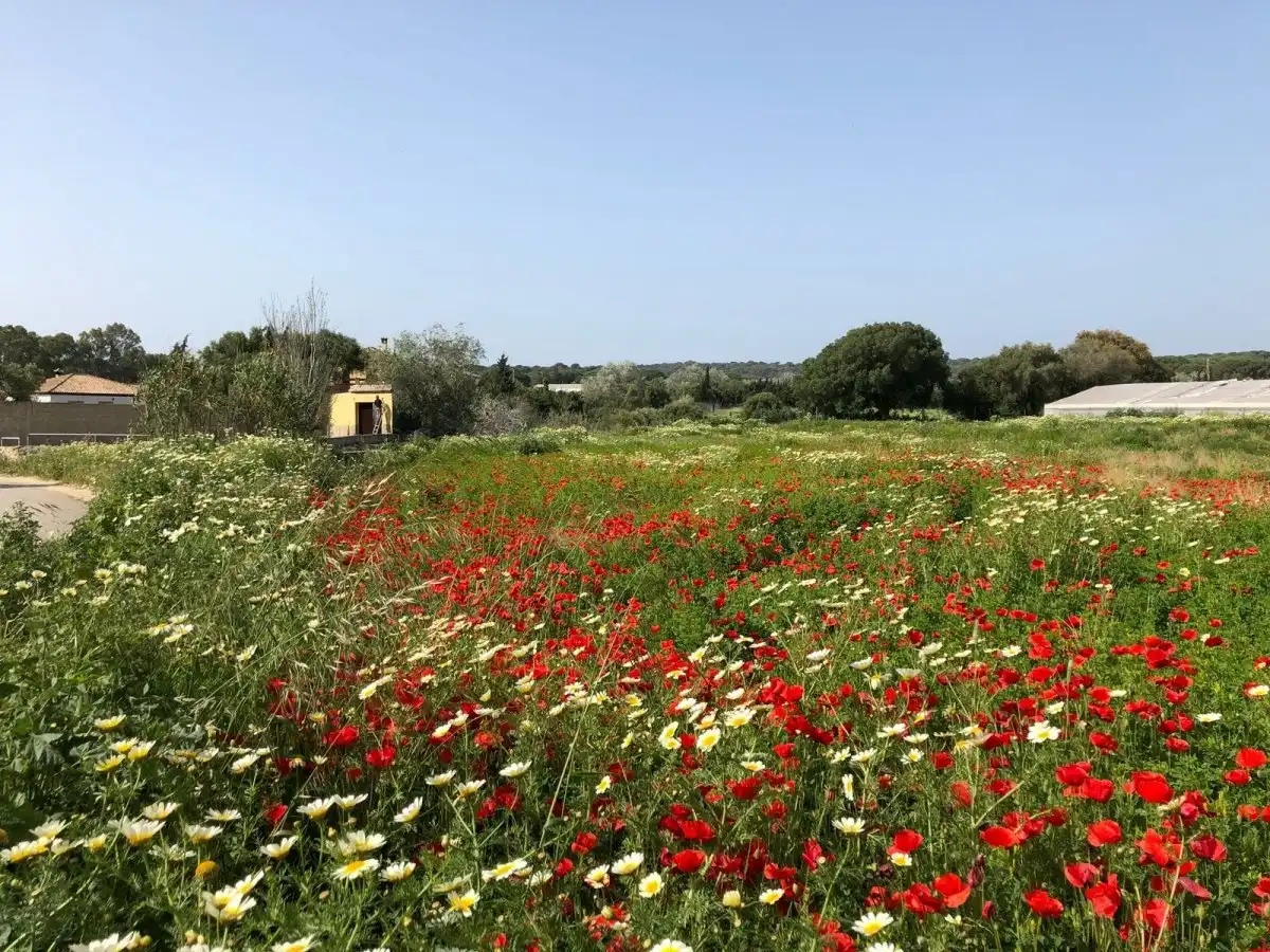 Terreni e lotti in vendita a Barbate ciudad, imagen 9