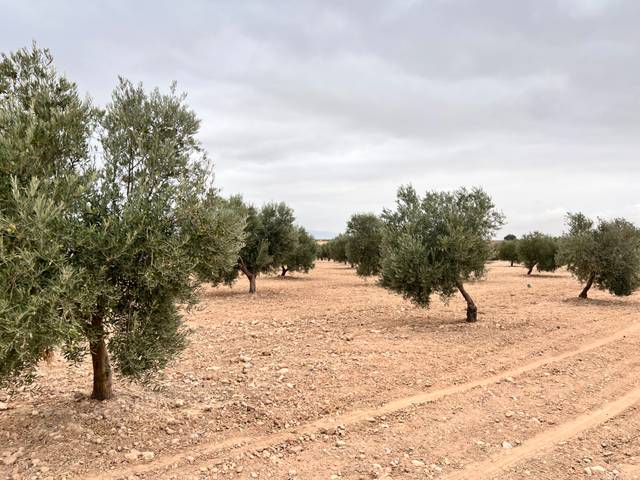 Terreno en Venta en Avenida Alcázar, 14 en Herencia