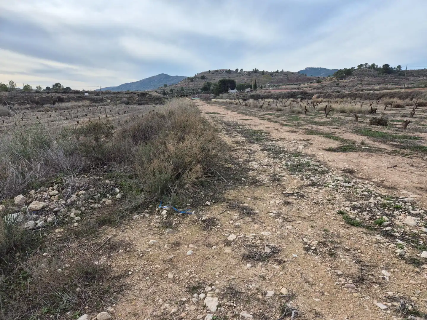 Terreny rústic en venda a Monóvar  / Monòver, imagen 19