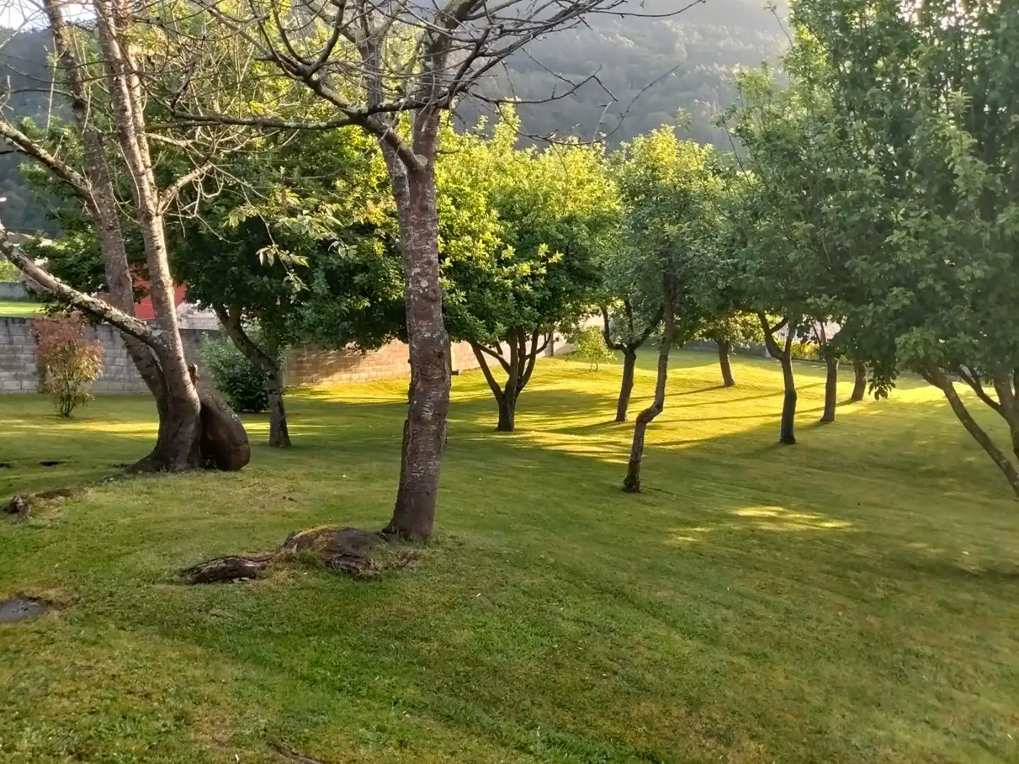 Garden of Commercial properties for sale in Salas