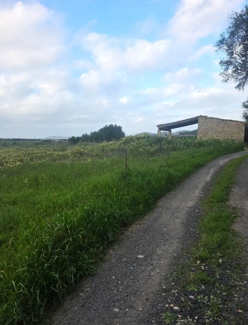 Rural land for sale in Felanitx Poble, imagen 5