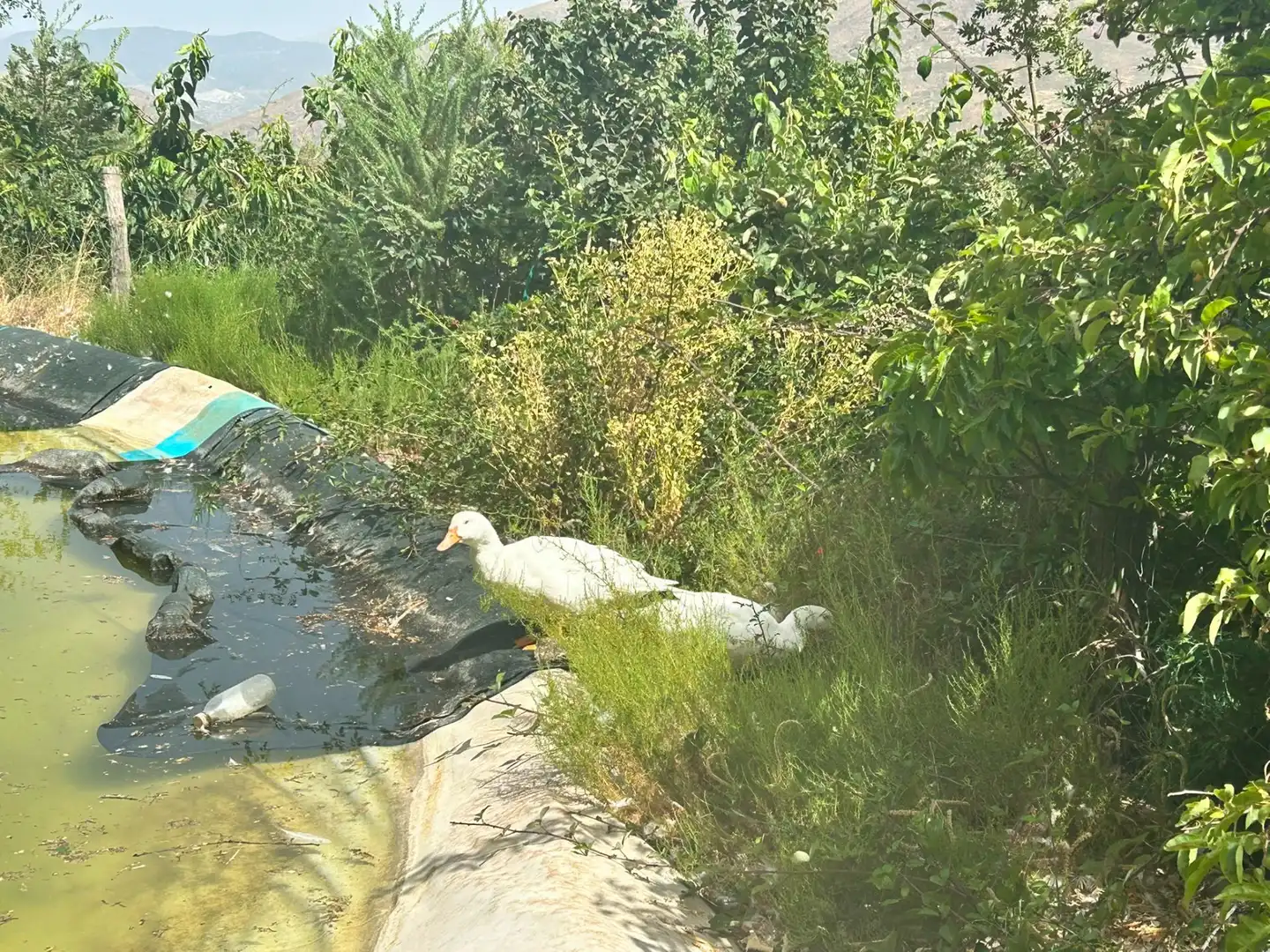Casa amb jardí en venda a Güéjar Sierra, imagen 34