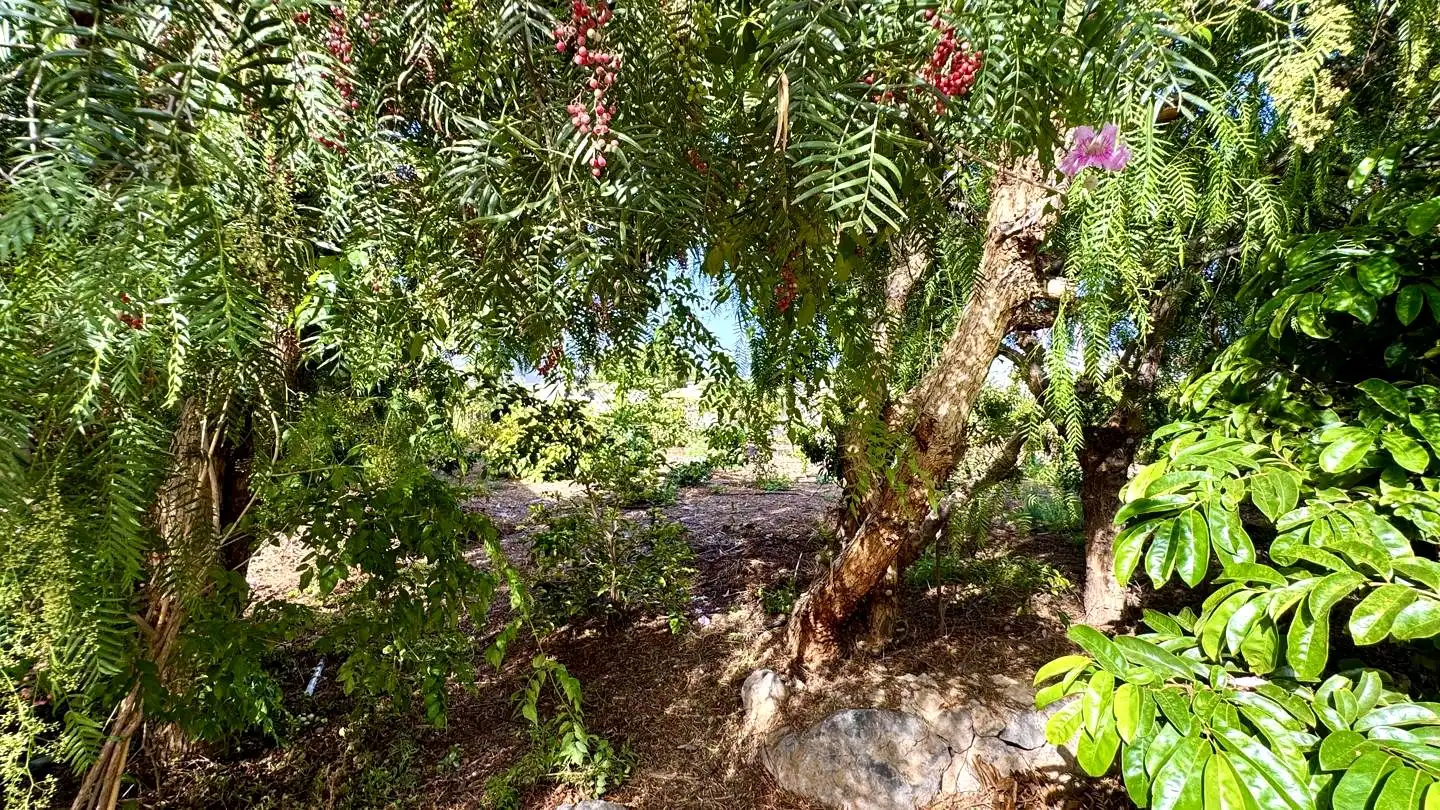 Jardí de Finca rústica en venda en Buenavista del Norte amb Jardí privat i Terrassa