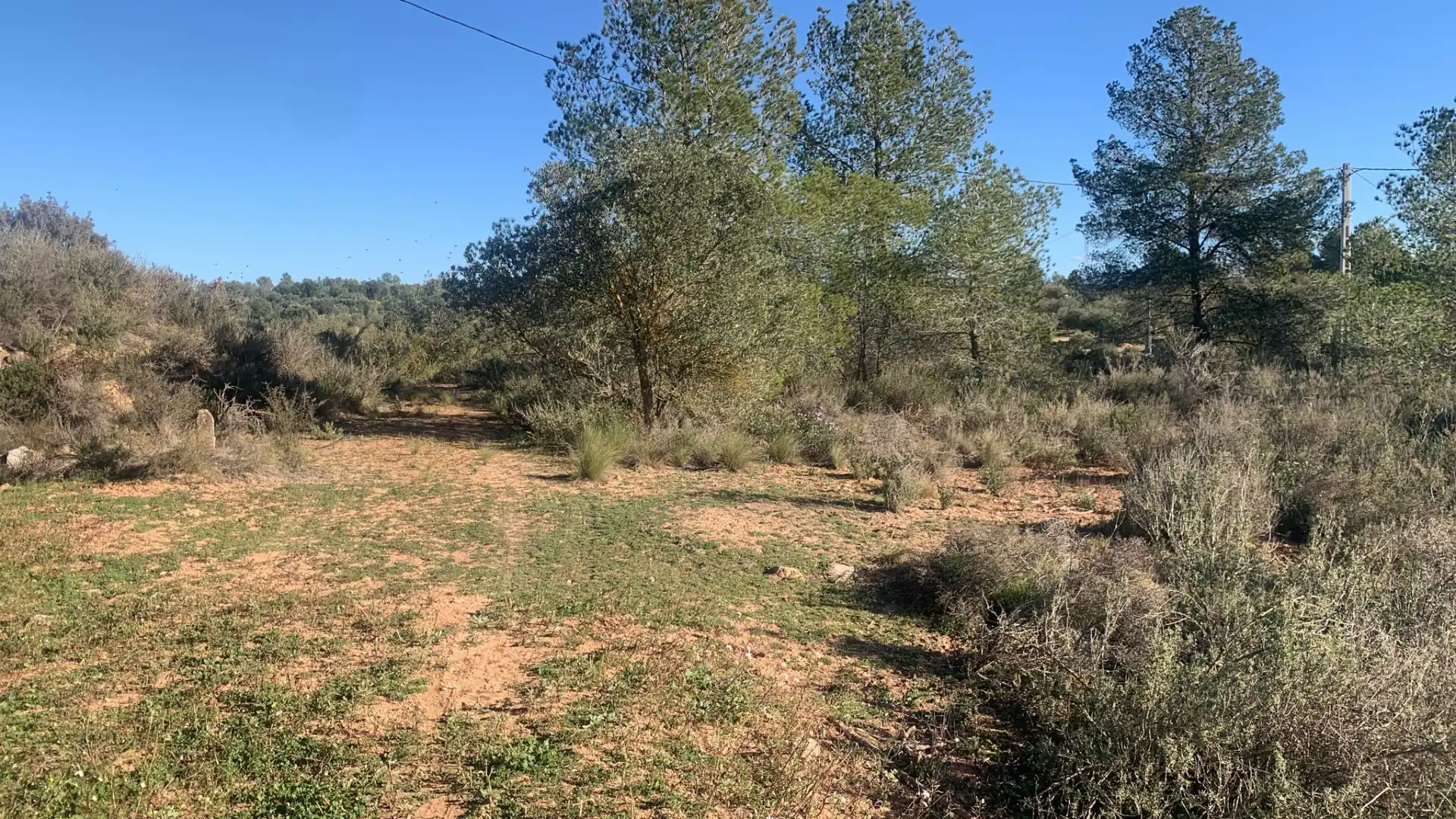 Terreno rustico in vendita a Ascó, imagen 4