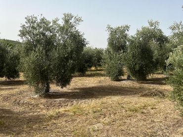 Rustikales Grundstück zum Verkauf in Aguilar de la Frontera