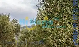 Grundstücke und Bauplätze zum Verkauf in Begíjar, imagen 5