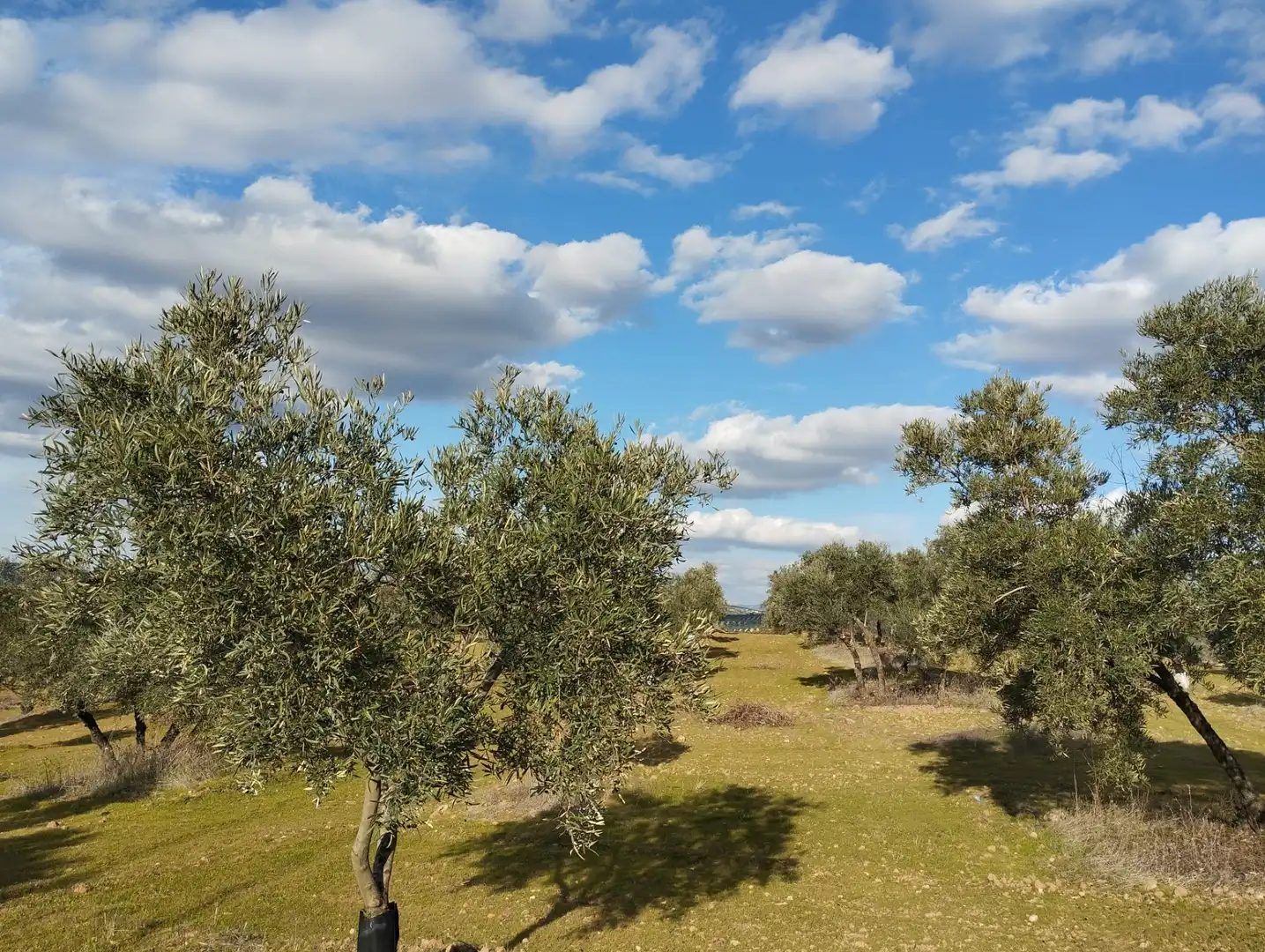 Rural land for sale in Calle Río Anzur, imagen 17