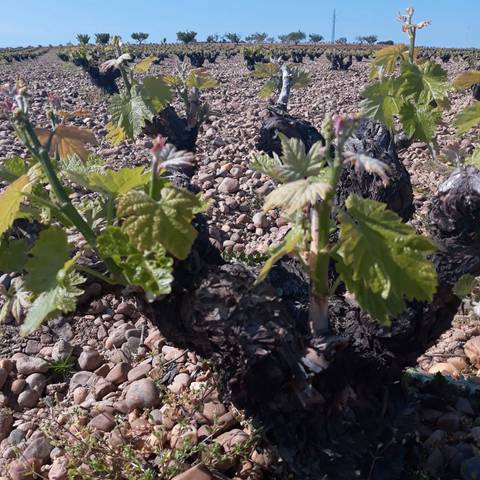 Terreno en Venta en Carretera Pesquera en Peñafiel