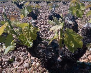 Garten von Grundstücke zum verkauf in Peñafiel