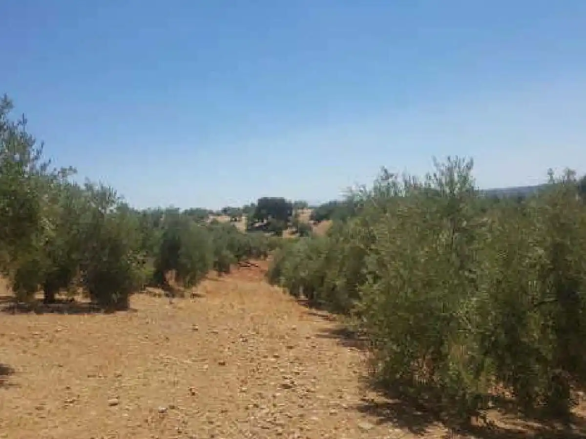 Terreni e lotti in vendita a Siles