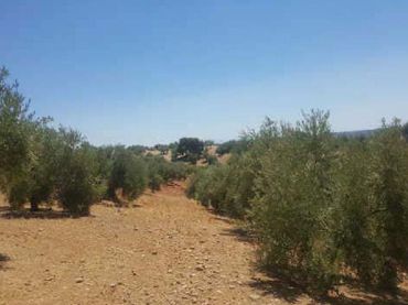 Terreny rústic en venda a Siles