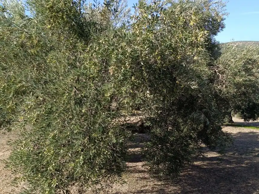 Garden of Land for sale in Baeza