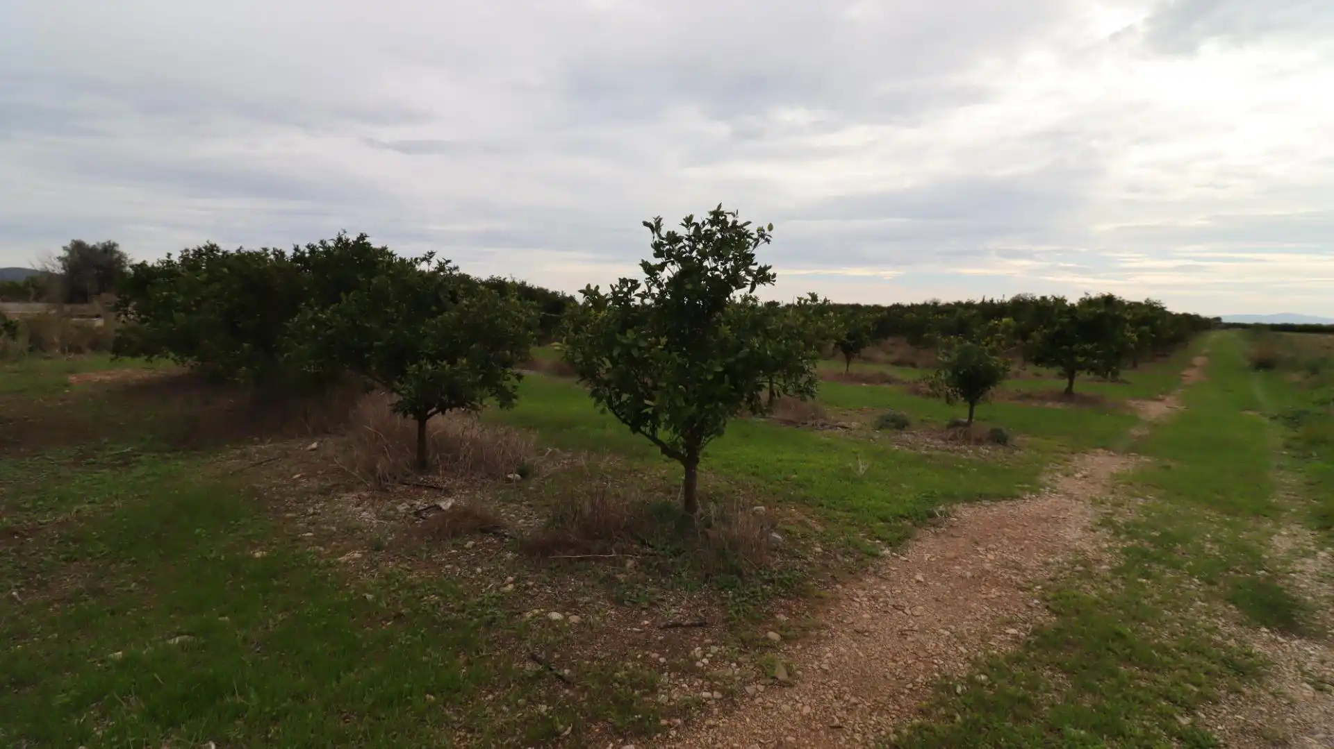 Terreno rustico in vendita a Partidas de interior - Zona Rústica, imagen 17