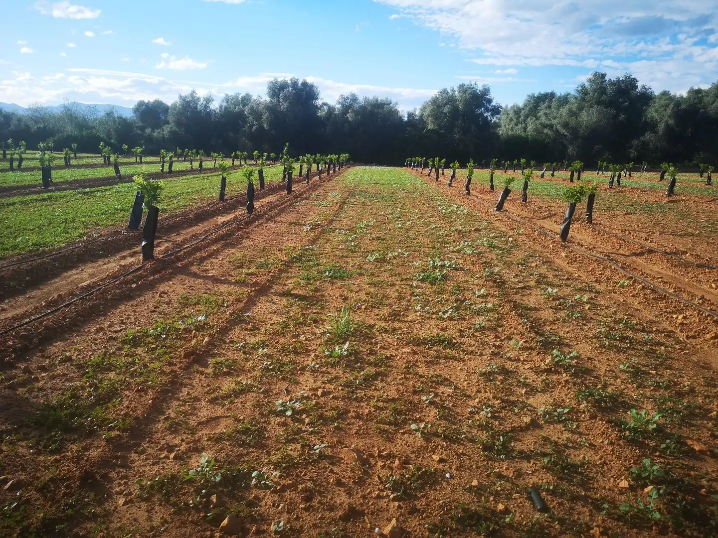 Terreno residenziale in vendita a Ulldecona, imagen 15
