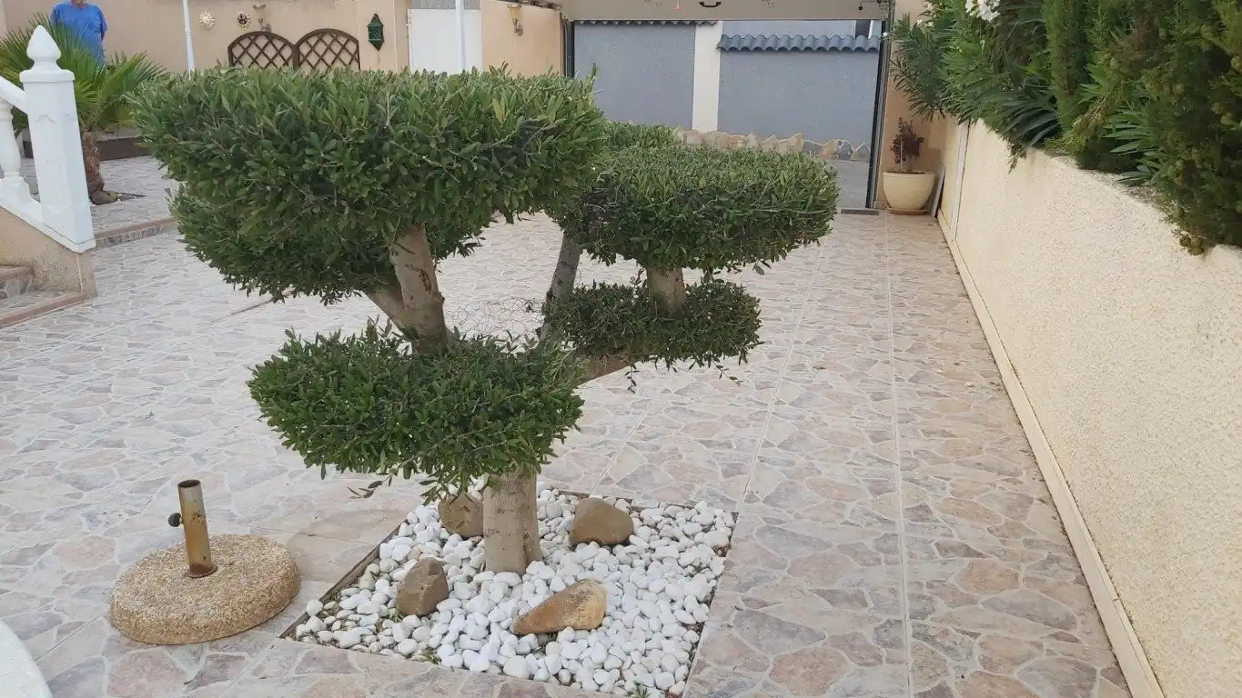 Jardín de Casa o chalet en venta en Rojales con Terraza, Piscina y Amueblado
