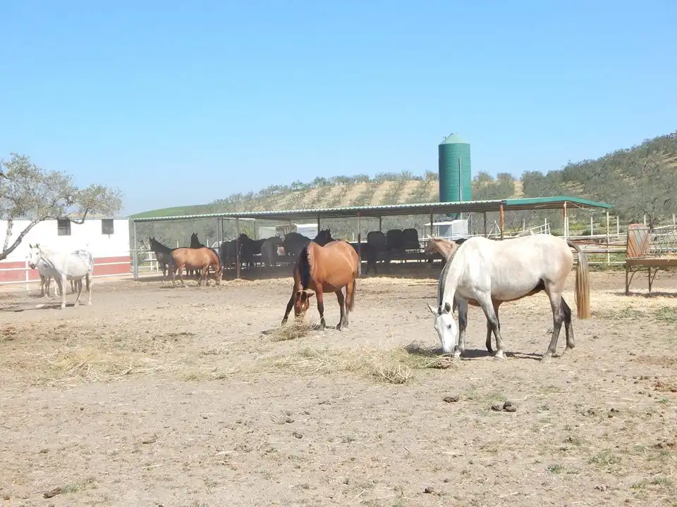 Terreni e lotti in vendita a Sanlúcar la Mayor, imagen 2
