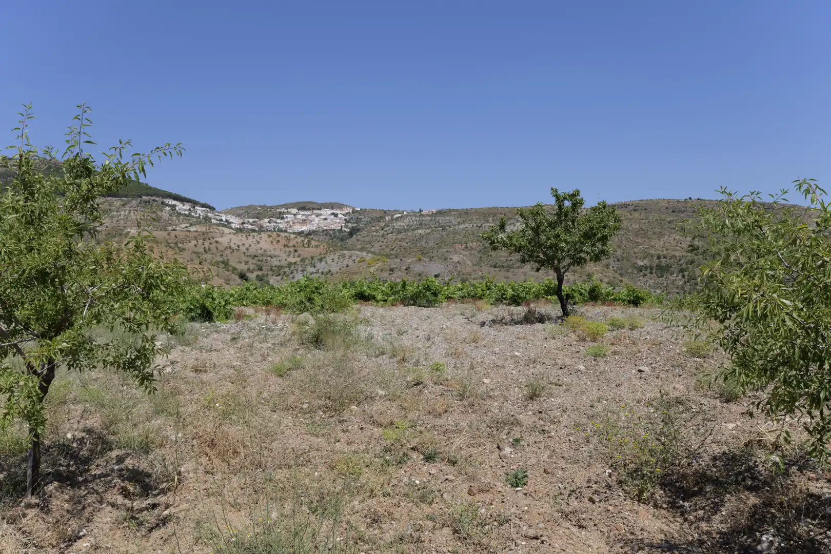 Land for sale in Murtas