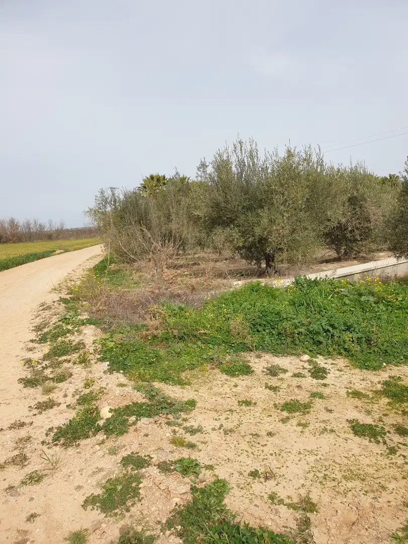 Terreny rústic en venda a Villanueva de la Serena, imagen 3