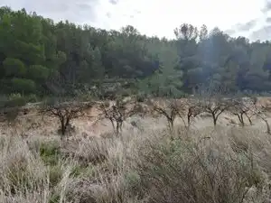 Terreno rustico in vendita a Carrer la Torreta, imagen 3
