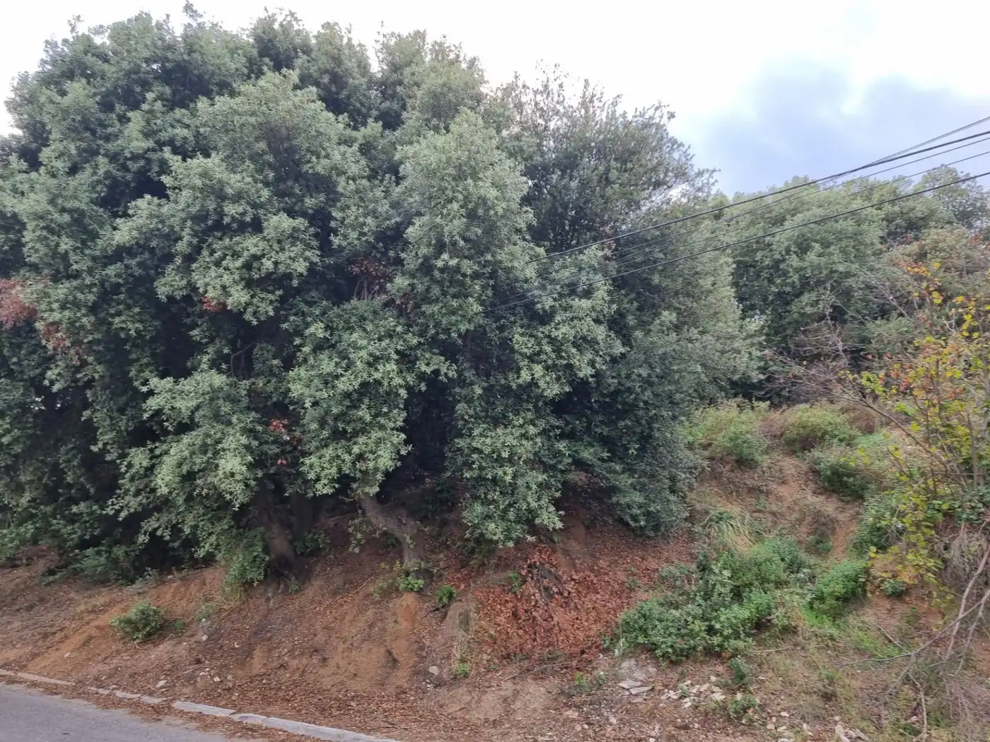 Lands and plots for sale in Calle MARGALLO, imagen 7