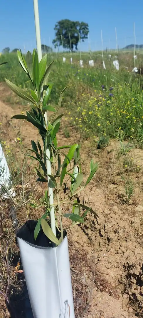 Terreni e lotti in vendita a Avenida Elvas, imagen 5