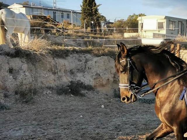 Terreno en Alquiler en CV-800, 30 en Centro