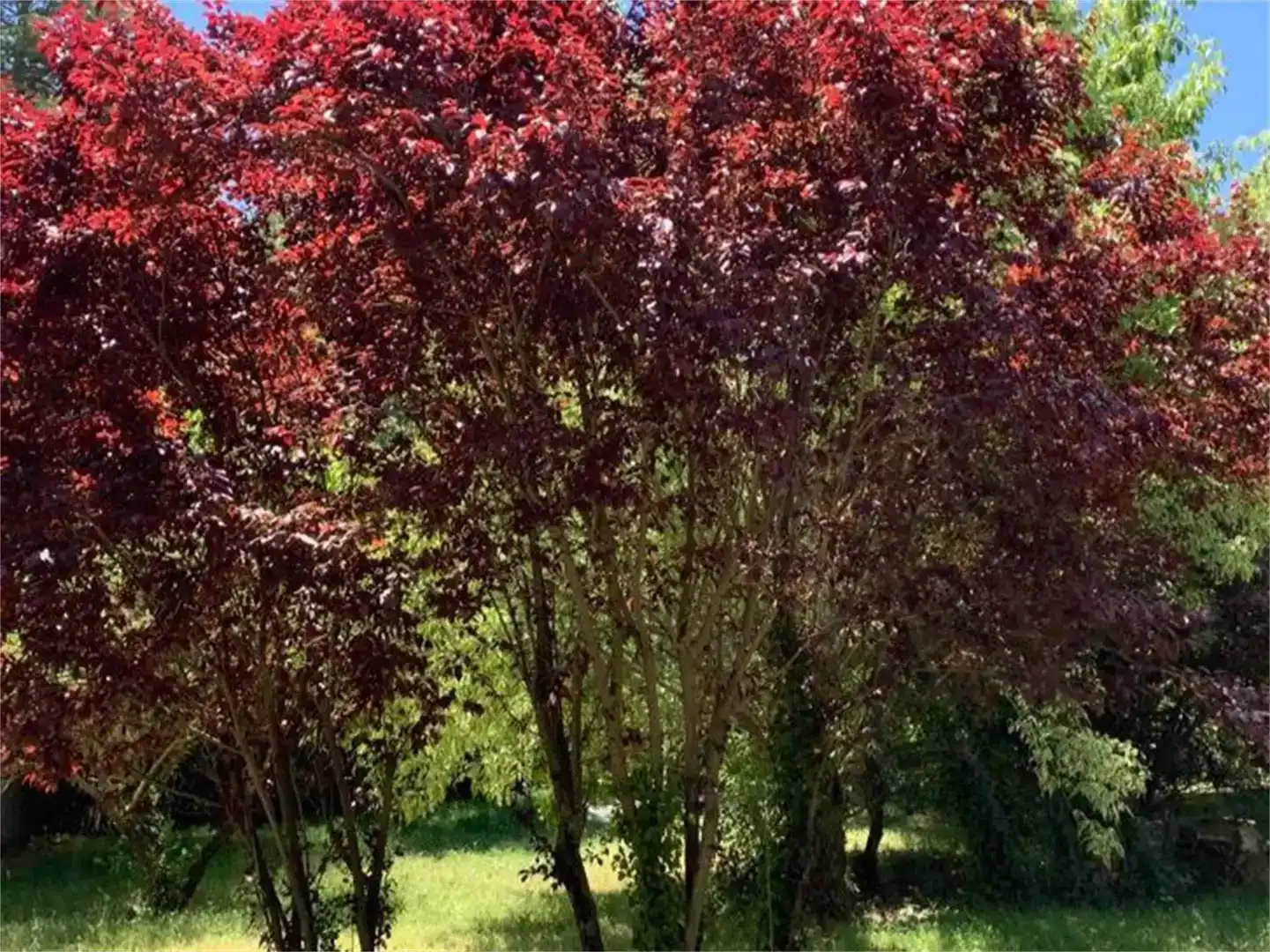 Jardín de Casa o chalet en venta en Hortigüela con Jardín privado, Parquet y Trastero