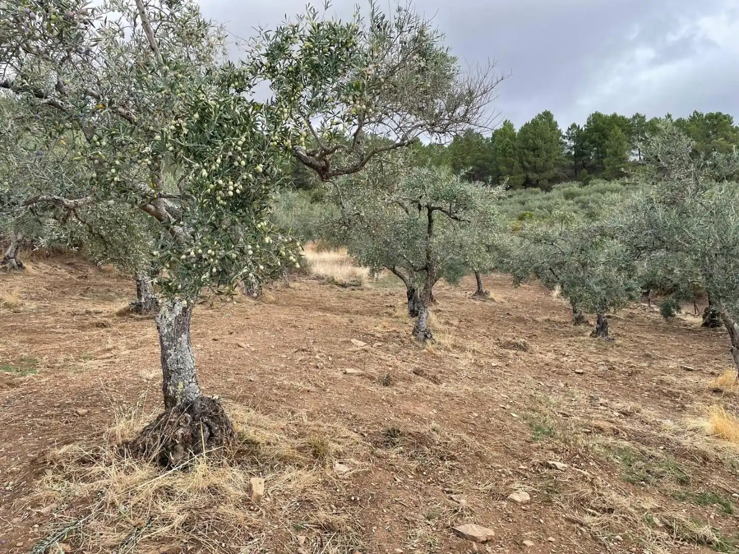 Grundstücke zum Verkauf in Cilleros, Cáceres