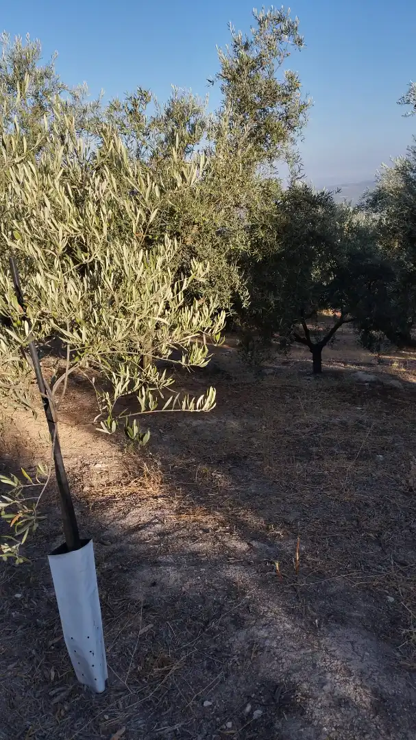 Terreno rustico in vendita a Avenida Góngora, imagen 6