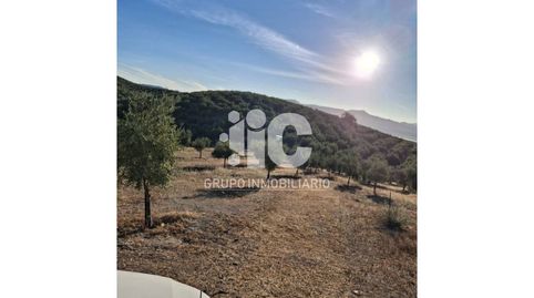 OLIVAR EN TERMINO DE CABRA, immagine 2