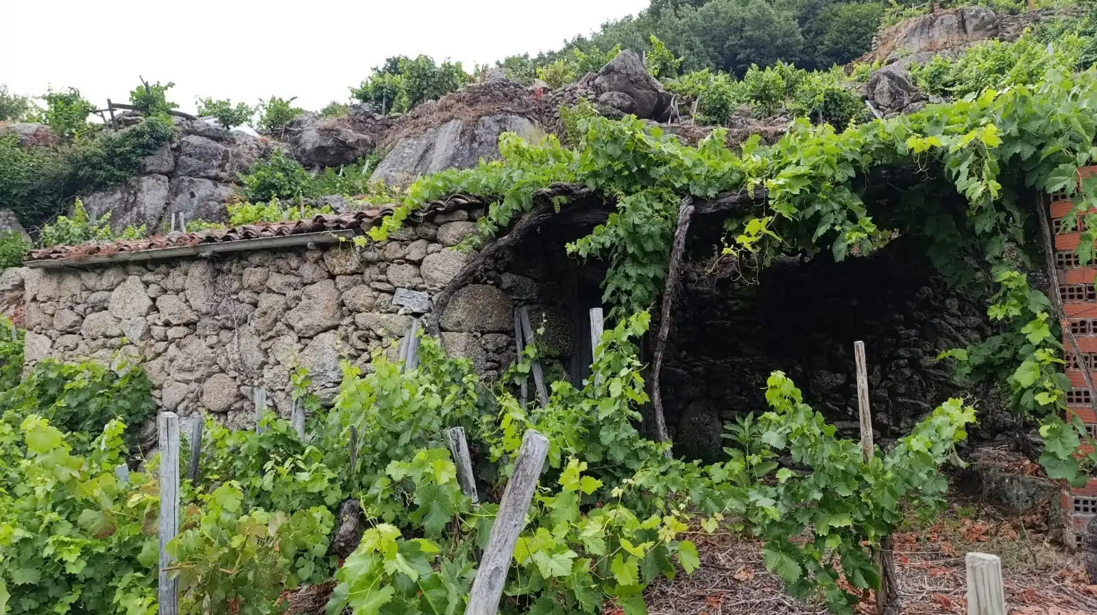 Bungalow con jardín en venta en O Saviñao, imagen 6