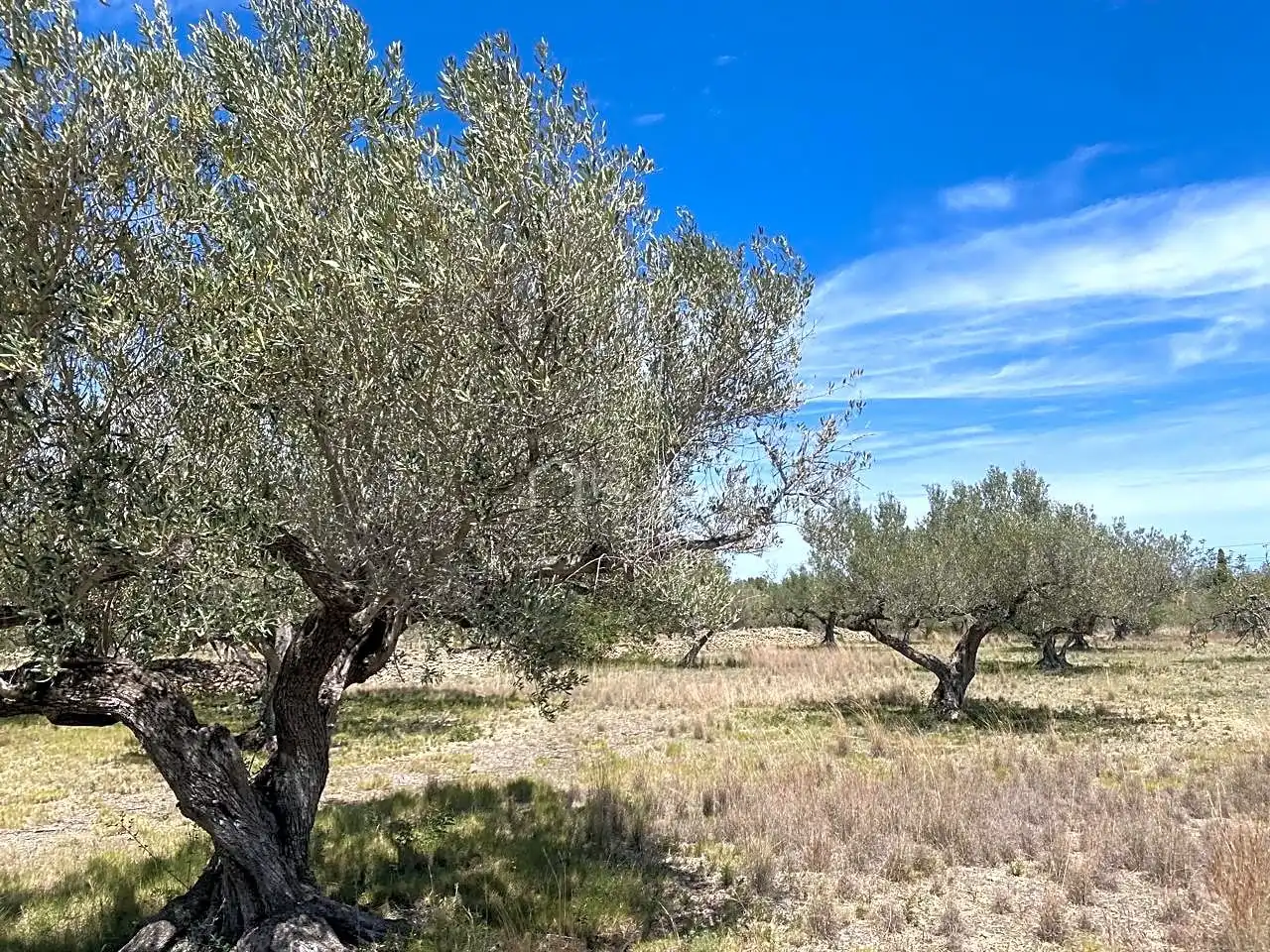 Terreno rustico in vendita a Mas de Baralluga, imagen 18