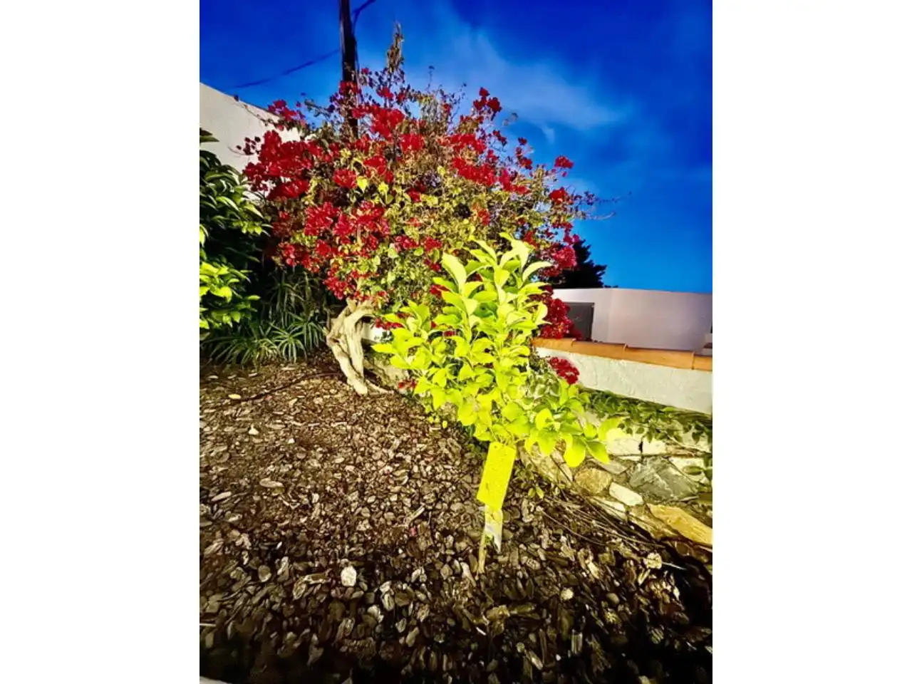 Jardí de Casa o xalet en venda en Almuñécar amb Aire condicionat, Jardí privat i Terrassa
