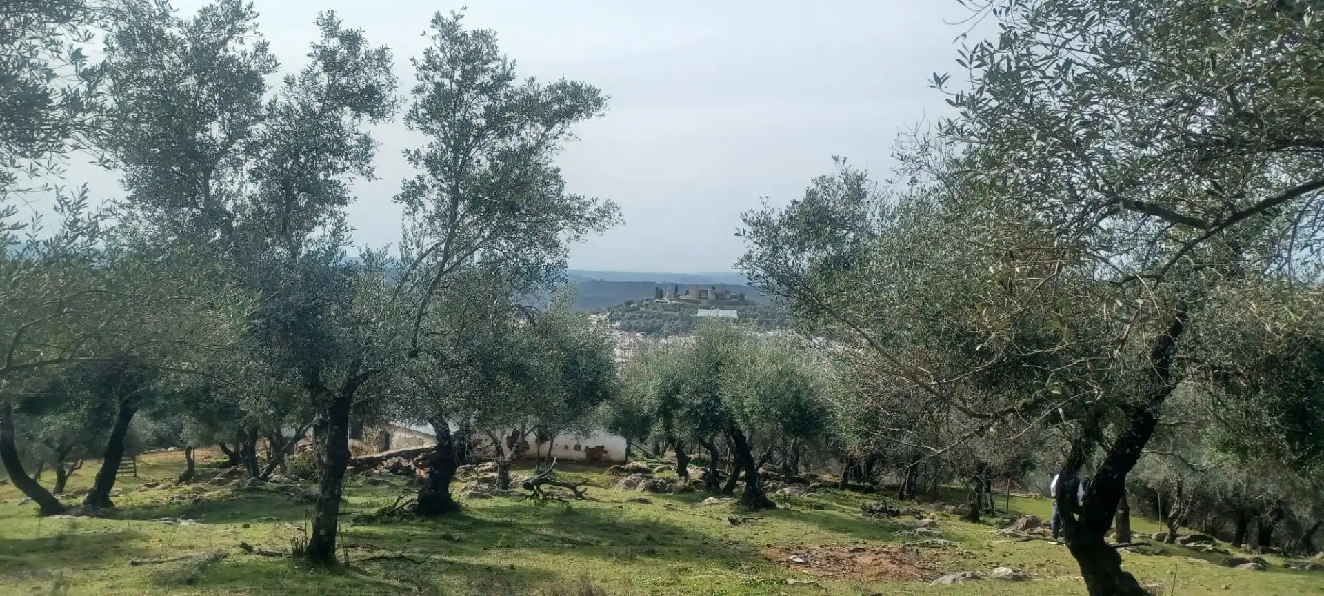 Terreni e lotti in vendita a Constantina, imagen 46