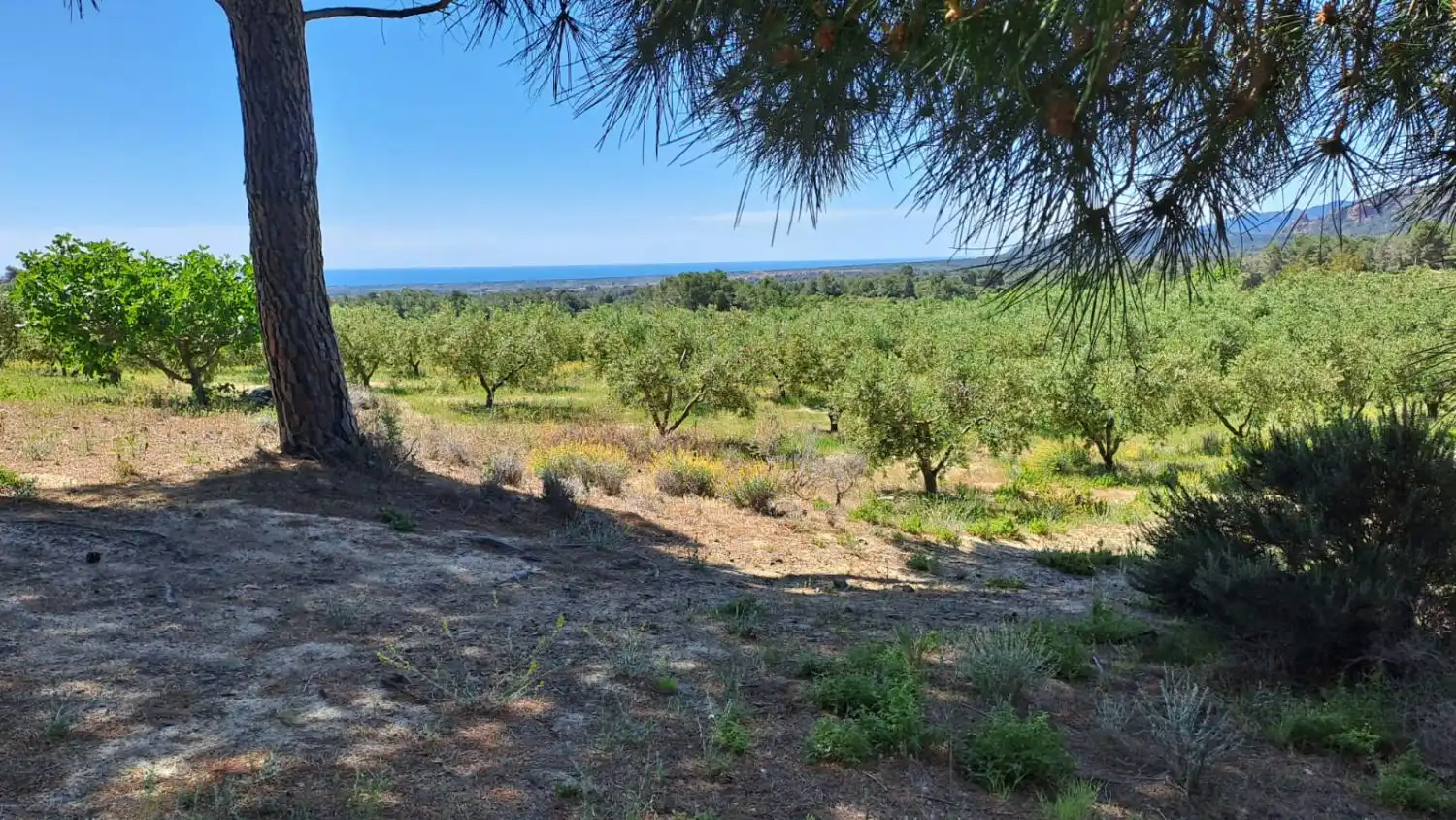 Finca rústica en venda en Riudecanyes