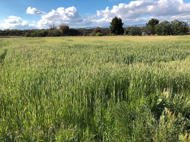 Terreno en Venta en Navarrete