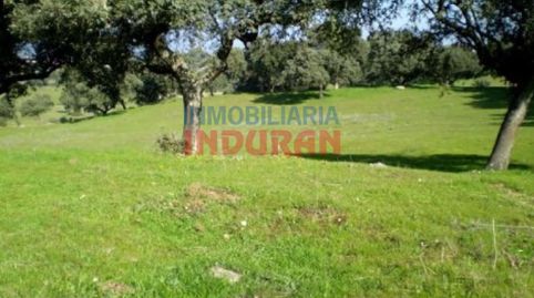 Finca ganadera con encinas, chaparros y algunas higueras en Millanes Cáceres, imatge 2