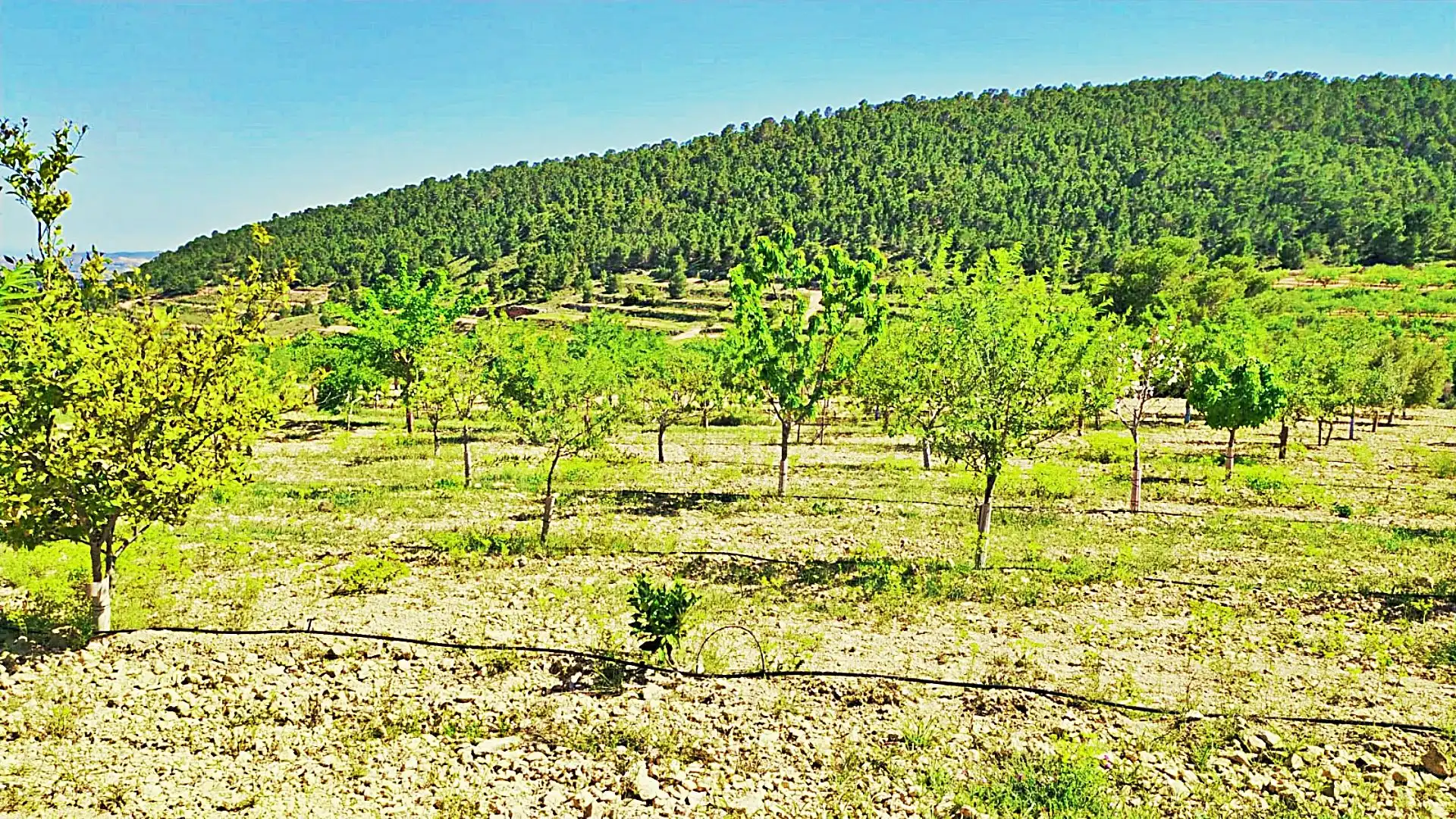 Terreny rústic en venda a La Romana, imagen 19