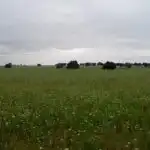 Rural land for sale in Topas, imagen 26