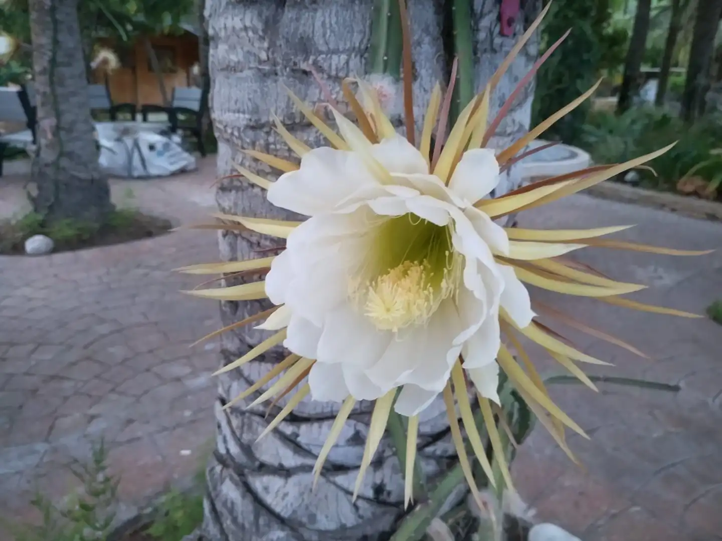 Jardí de Casa o xalet en venda en Calpe / Calp amb Aire condicionat, Jardí privat i Piscina