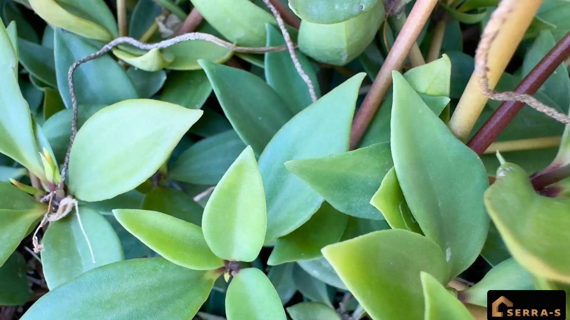 Jardí de Àtic en venda en Pineda de Mar amb Aire condicionat, Calefacció i Terrassa