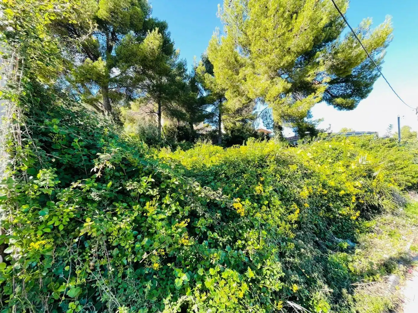 Terrain rustique à vendre à Altafulla, imagen 7
