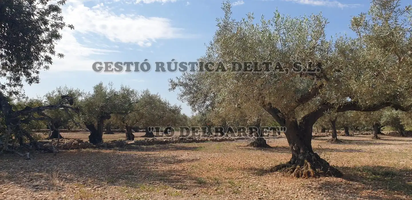 Terreno rústico en venta en Polígono 1, imagen 9