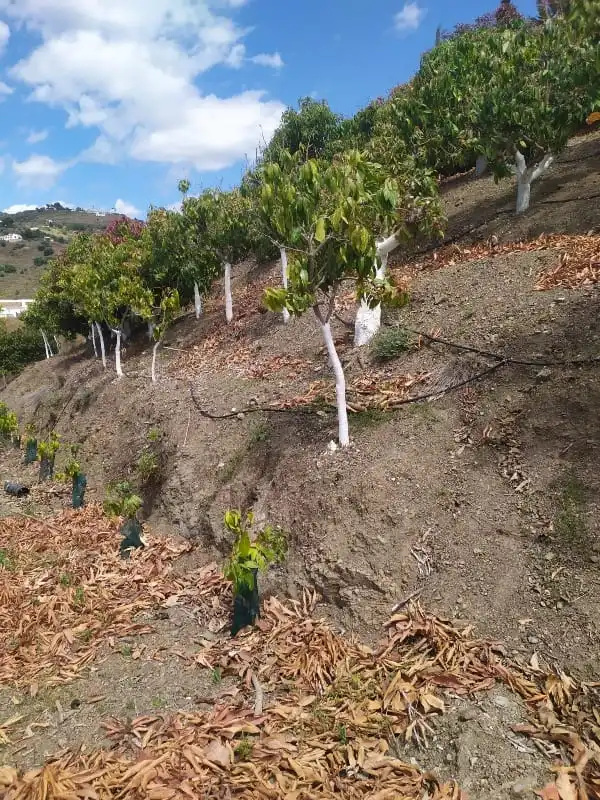 Rural land for sale in Camino de Peñones 11, imagen 2