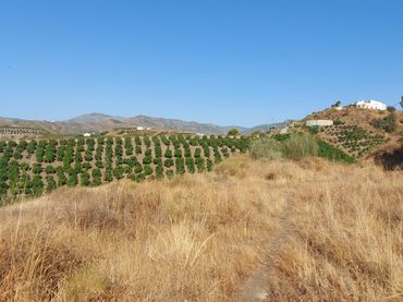 Terreno rustico in vendita a Vélez-Málaga ciudad