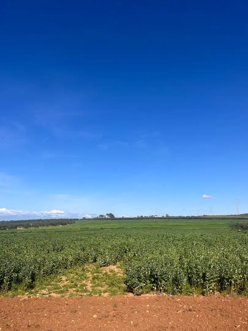 Casa o chalet en venta en Carmona
