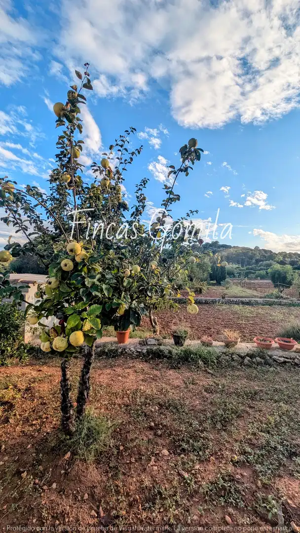 Terreno rustico in vendita a Nova, imagen 7