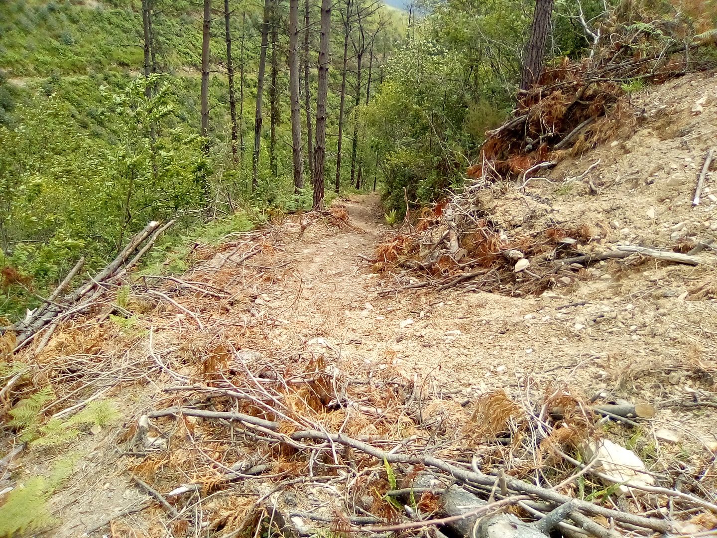 Land for sale in Aulesti