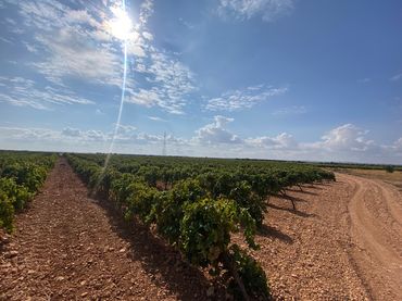 Rural land for sale in Carretera Pozuelo de Calatrava 27